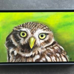 Steenuil, olieverf 20 × 35 cm